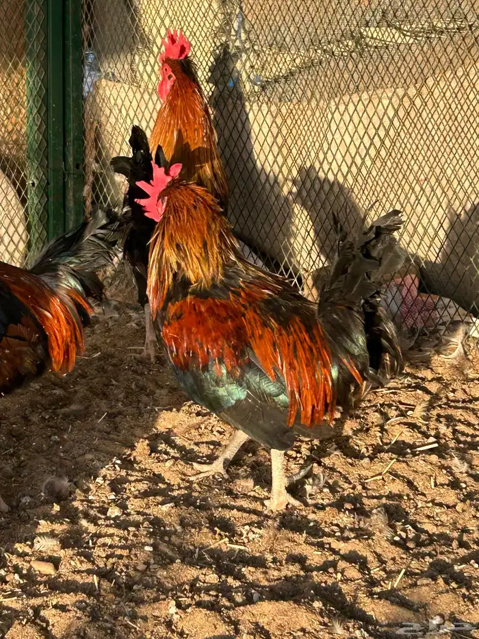 ديوك ترثه فرقى مستوى تب 9