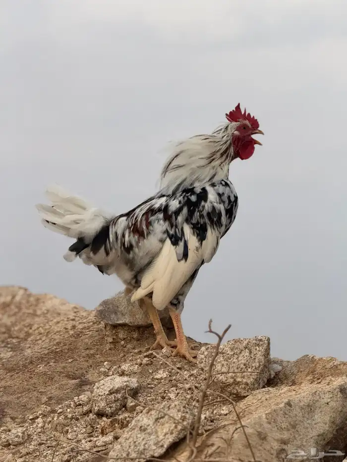 ديك عربي ماكنتويش أفرق مقبع 2