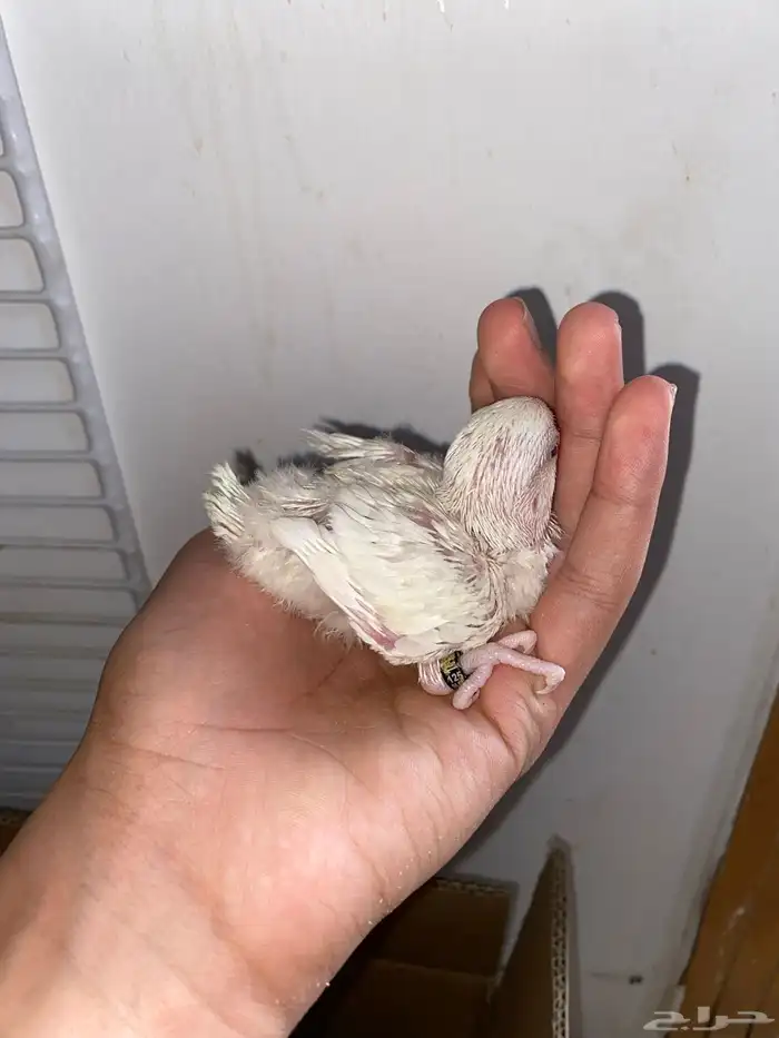 فرخين روز البينو 2