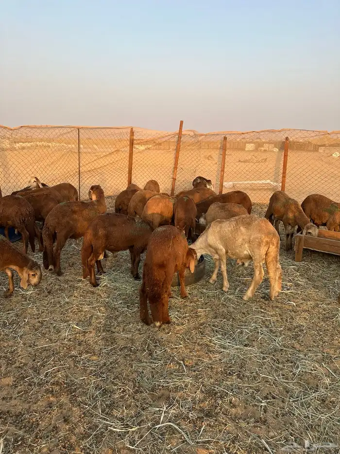 سواكني حمري طيب (تم البيع) 1