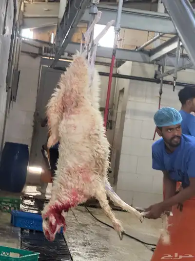 ذبايح يوجد بالنص الي يبي حياه والذبح عند الطلب index