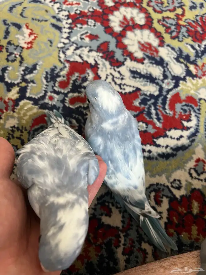 فرخين دره هولندي ابرق 3