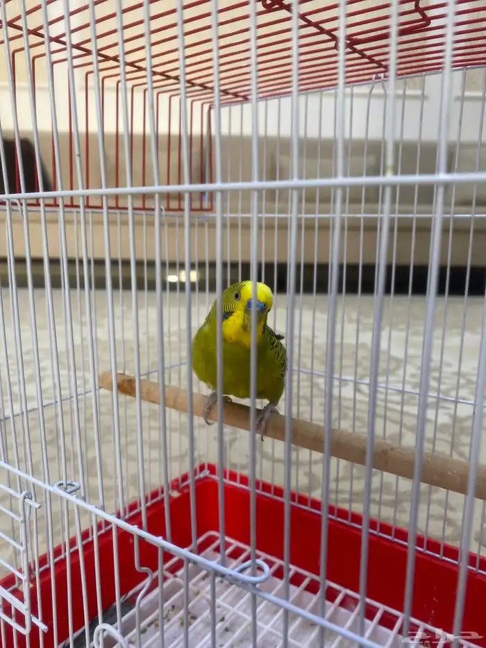 للبيع طير حب ذكر اليف لاكن صار فيه خوف على السوم 2