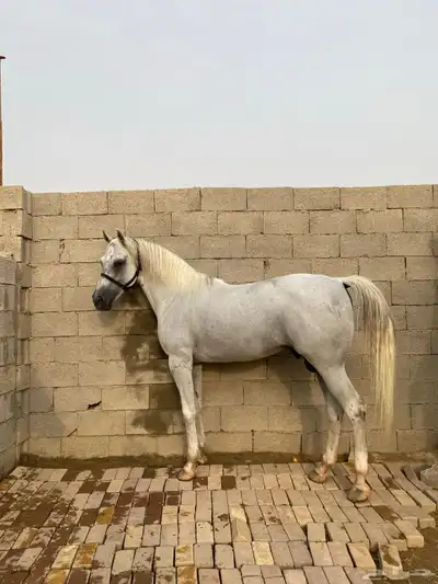 حصان شعبي index