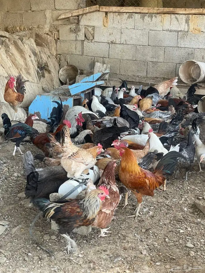 مراح دجاج كامل ونظيف للبيع جمله فقط   للجادين فقط 8