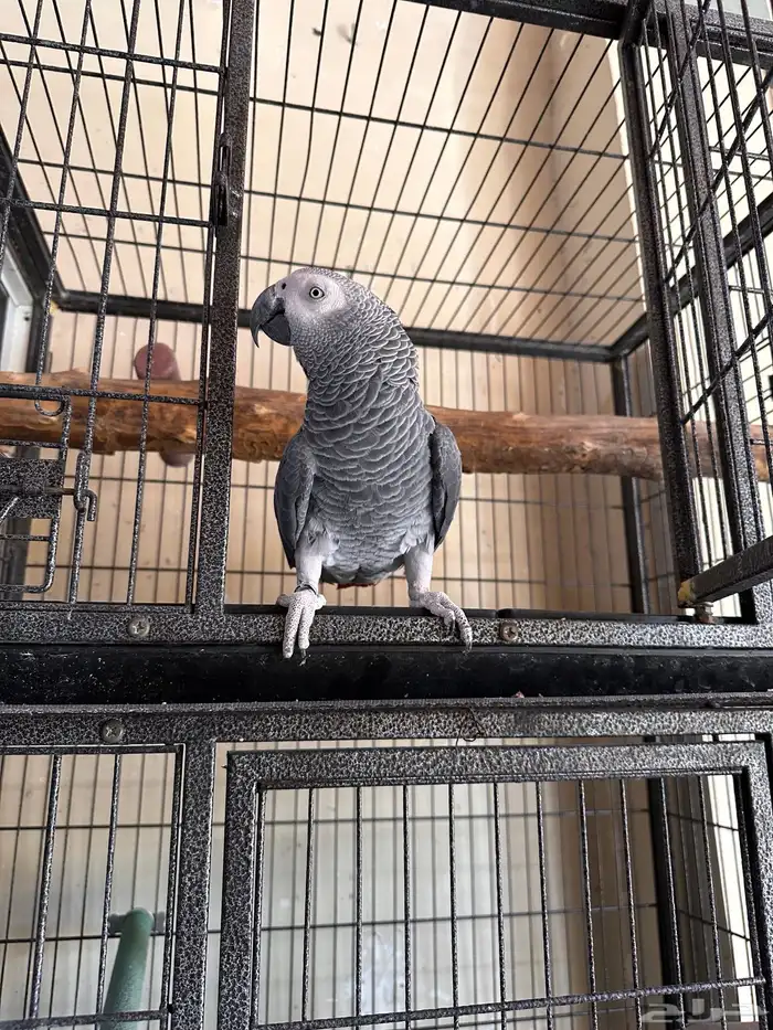 ذكر كاسكو ( تم البيع ) 0