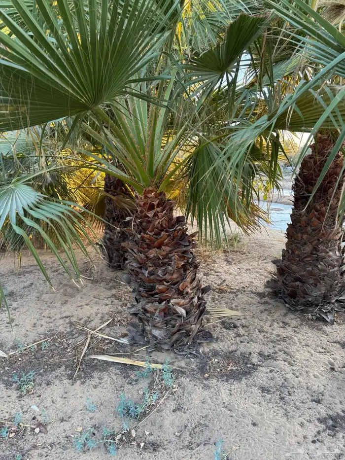 نخيل واشنطونية 0