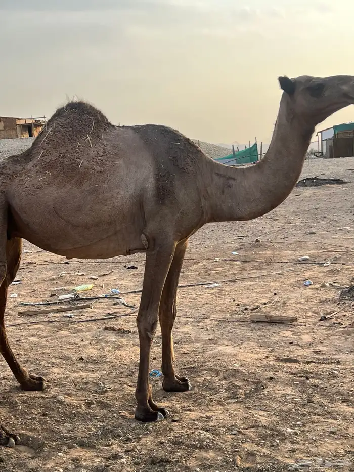 ناقتين لقحات لها 10 شهور وزيادة وقعود طيب وله مستقبل 11