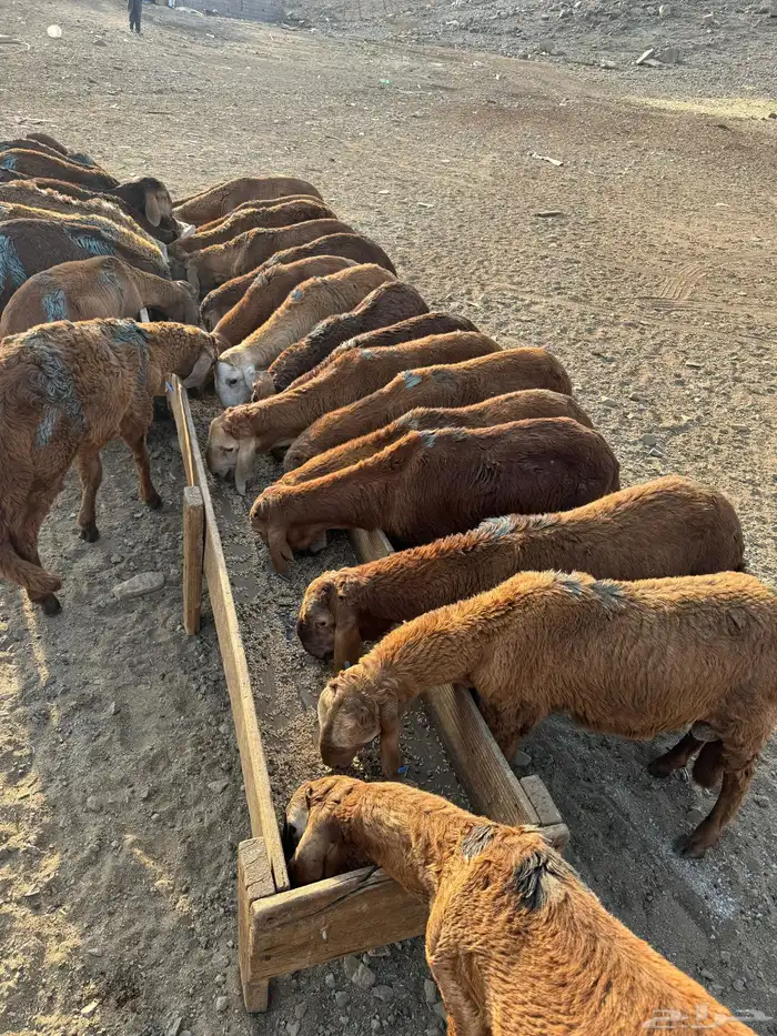 سواكني حمري 2