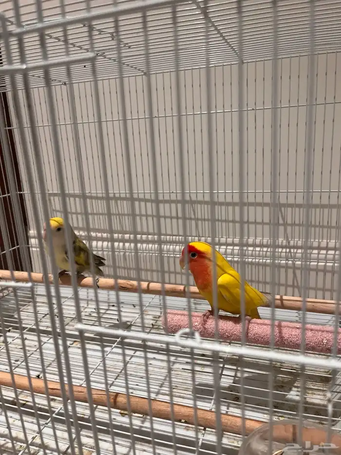 طيور روز جوز ذكر و أنثى منتج أليف و يغرد 1