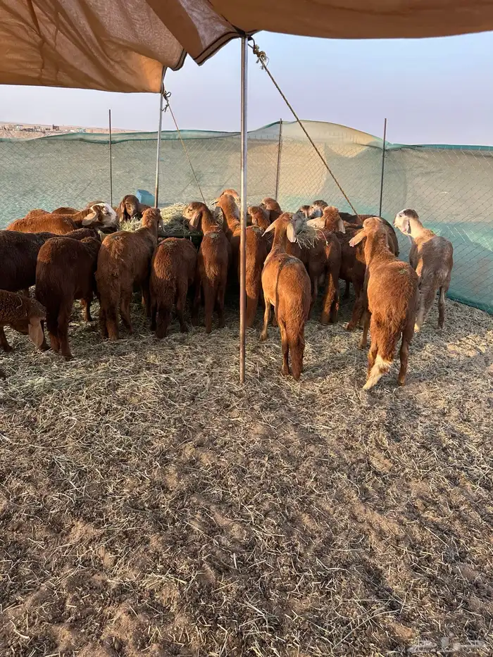 سواكني حمري طيب (تم البيع) 3