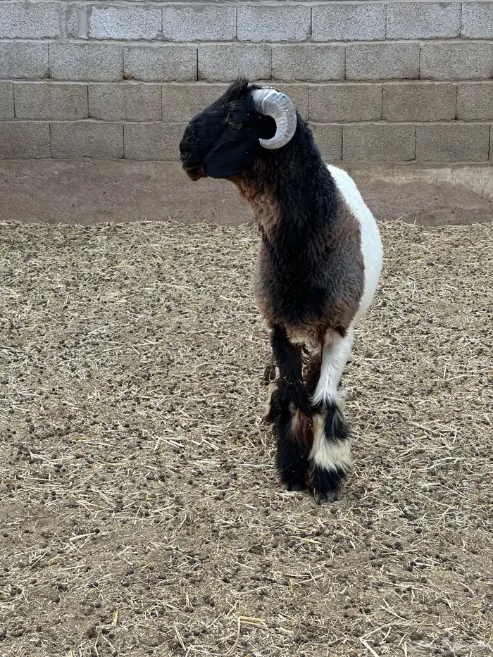 للبيع جذعان صنف مشاريع فحول 6