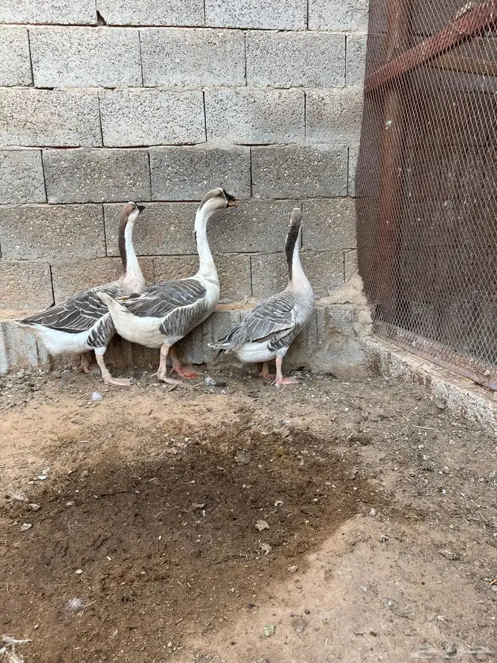 للبيع طقم وز عراقي 4