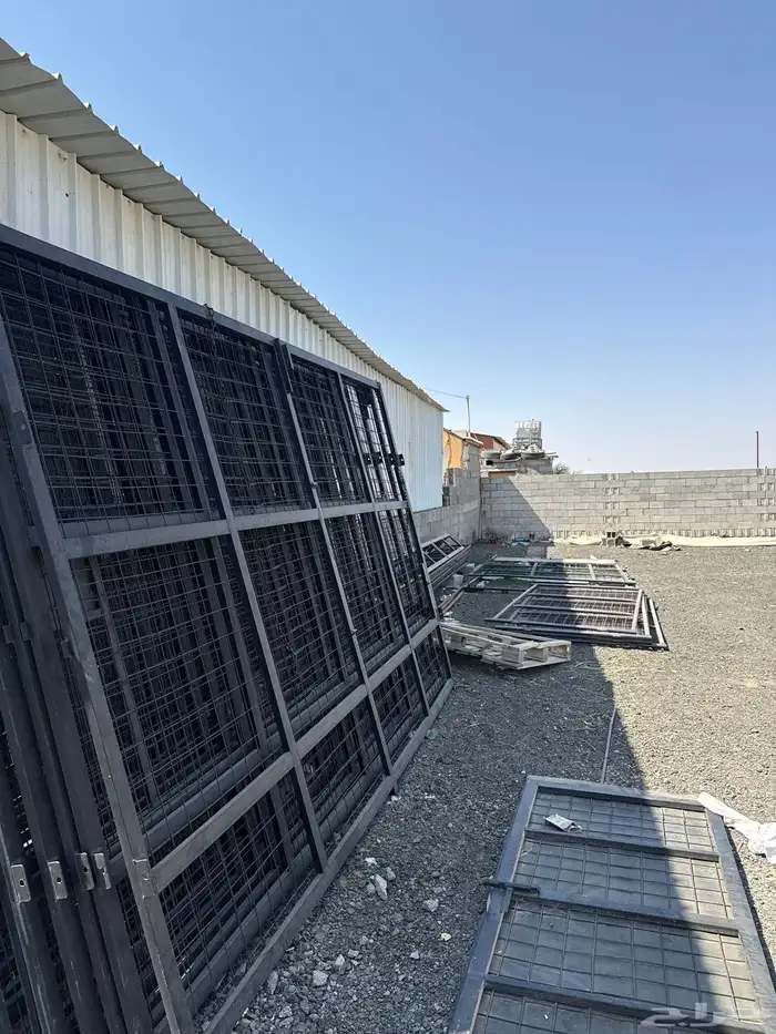 الهجن الطايف 4