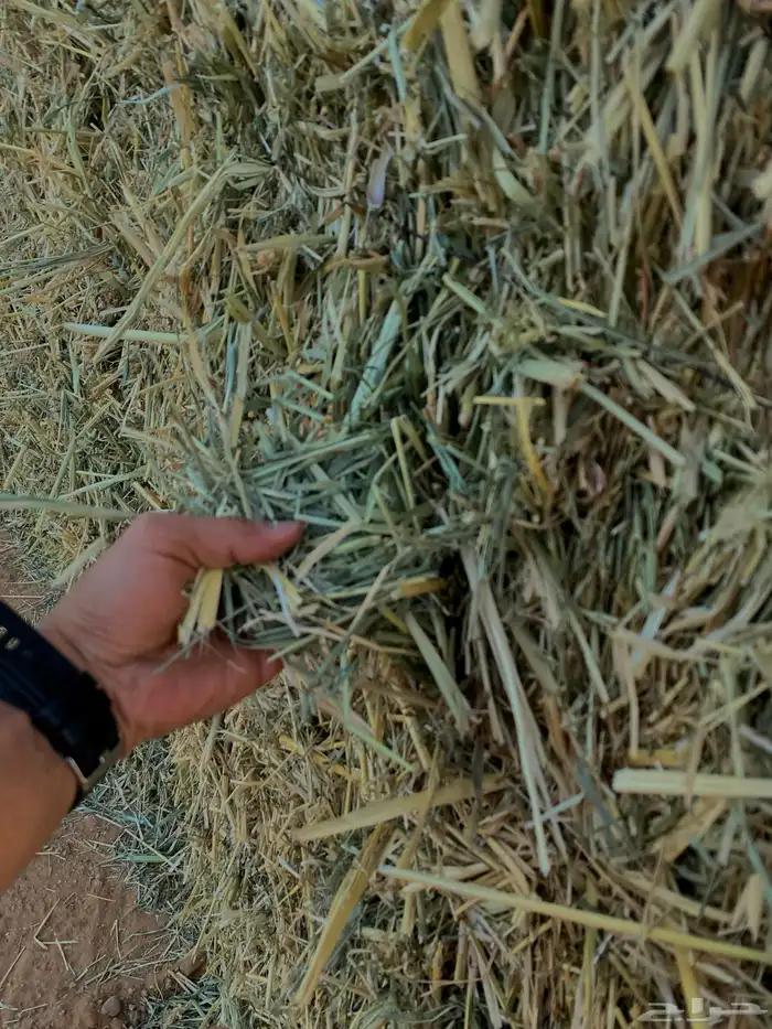 ذرة خضراء امريكي جديدة ( علف ) 6