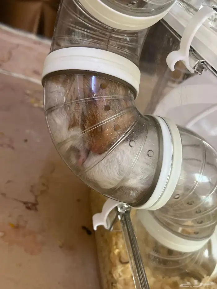 هامسترات للبيع 0