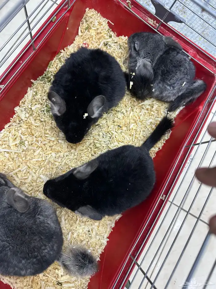 شانشيلا اليفين جدا Chinchilla 9