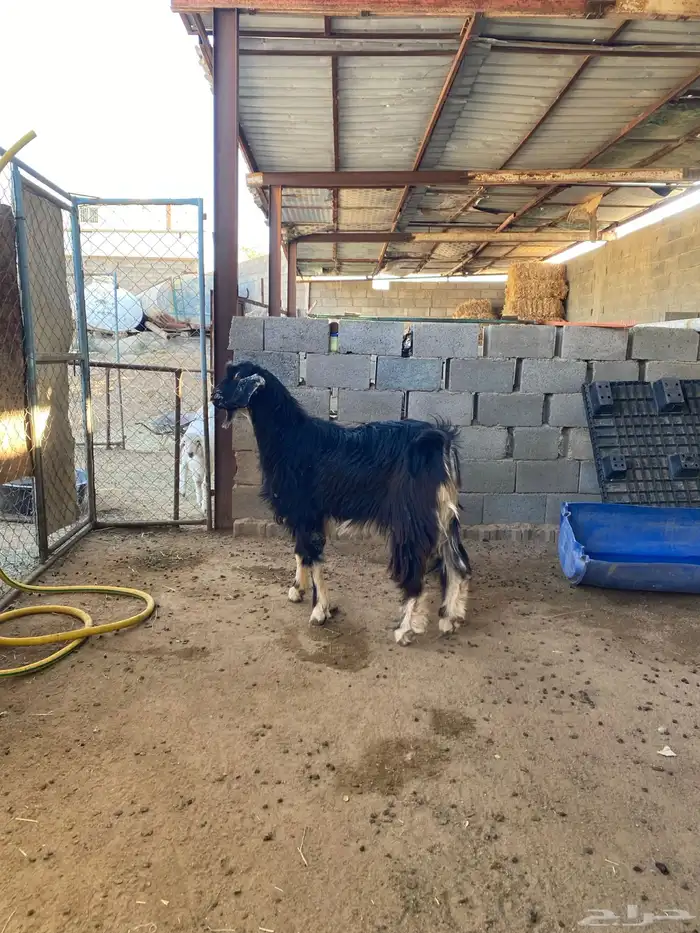 تيس فحل احو أجم صنف 8