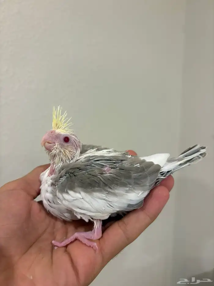 فروخ كروان ( تصانيف عالية ) نوادر 0