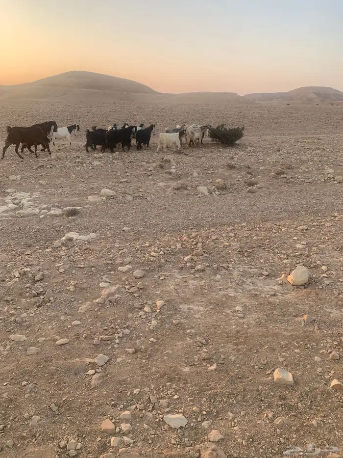 معزا و فحول 5