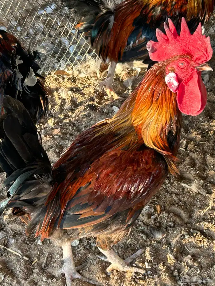 ديوك ترثه فرقى مستوى تب 1