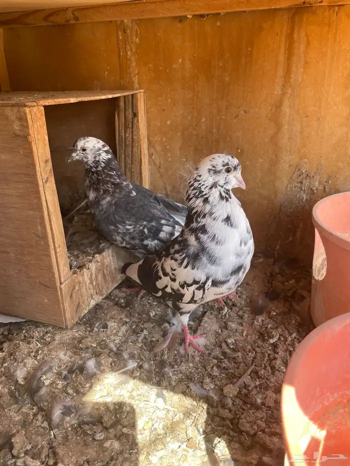 قطايف حمام طيور قطيفة 7