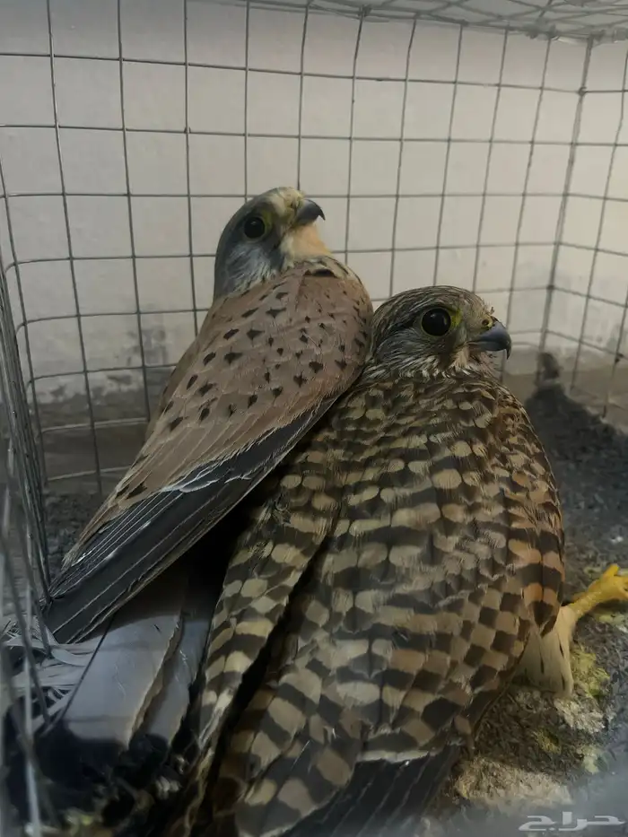 للبيع طيور ذكر وانثى 0