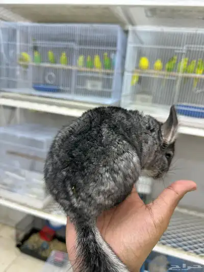 شانشيلا اليفين جدا Chinchilla index