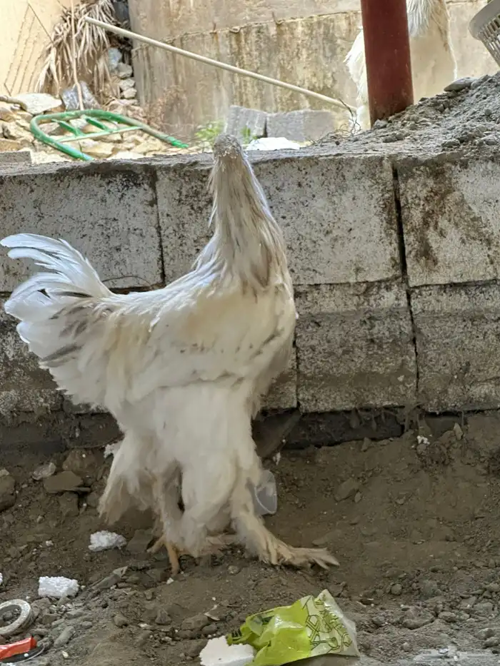 ديوك براهما 2 8