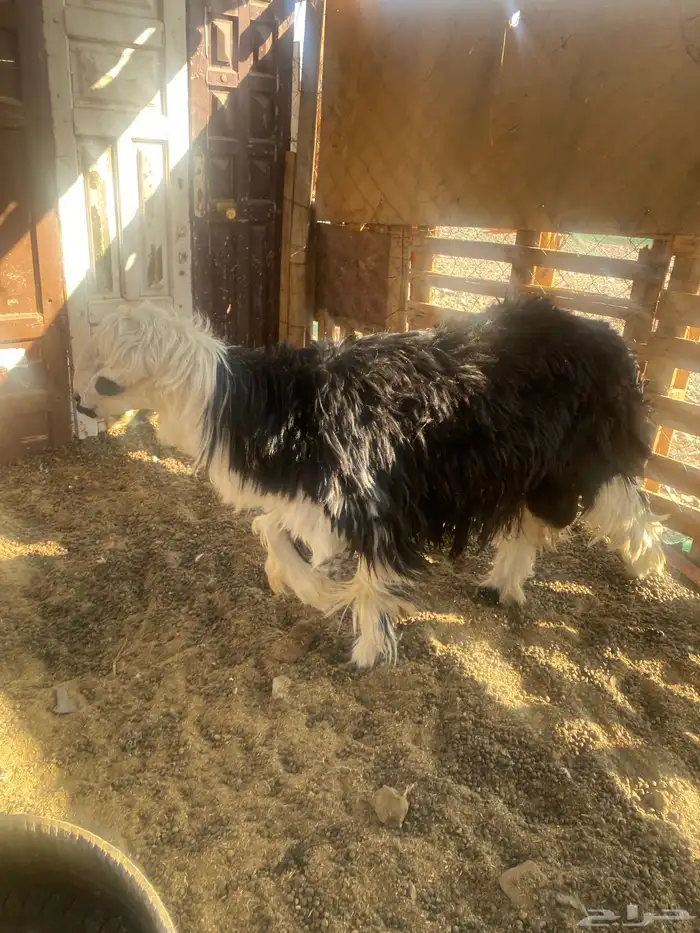 فحل نجدي ثني 4