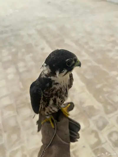 بكه للبيع index