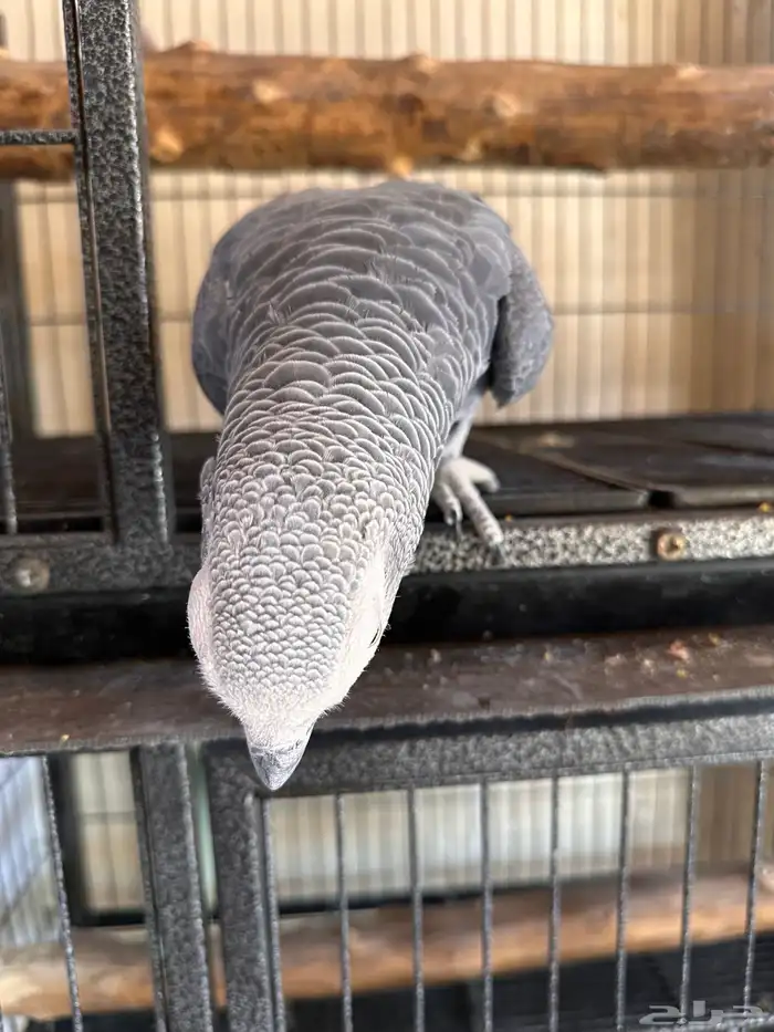 ذكر كاسكو ( تم البيع ) 1