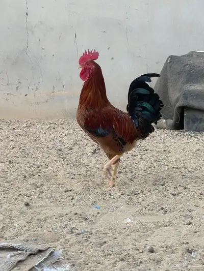 ديكين طيبات بالحيل وصغار بالعمر شرط نصاح index