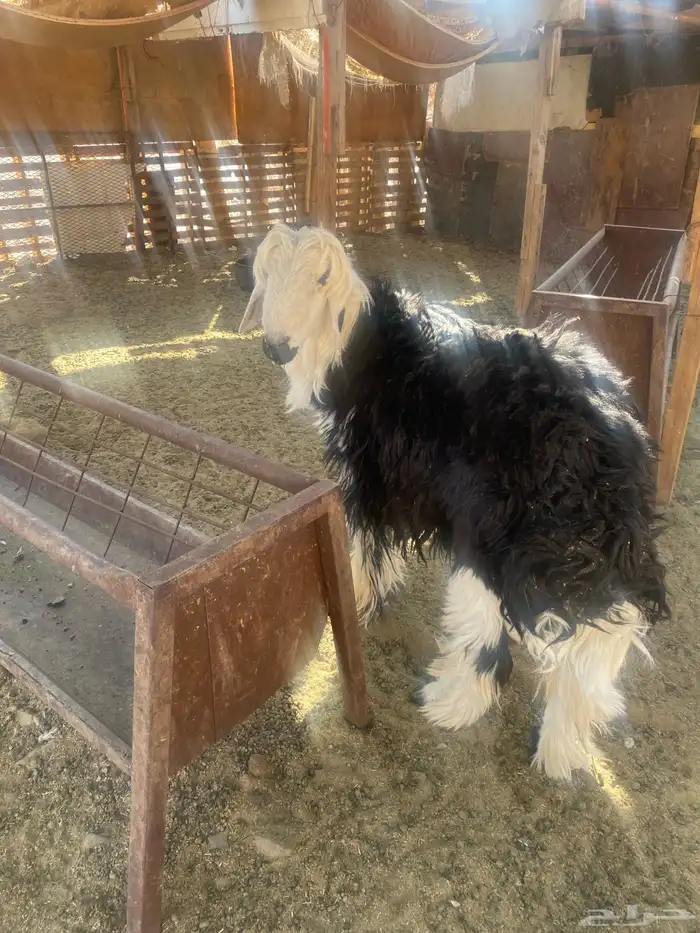 فحل نجدي ثني 3