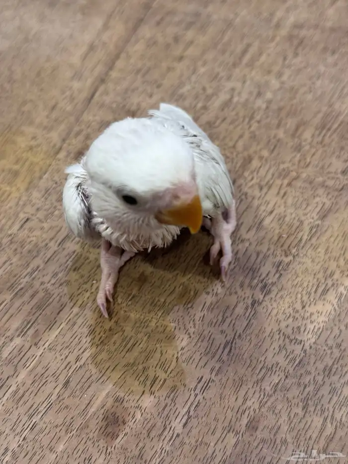 فرخ روز (((تم البيع خارج الموقع))) 2