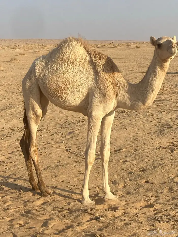 بكره مفروده للبيع 0