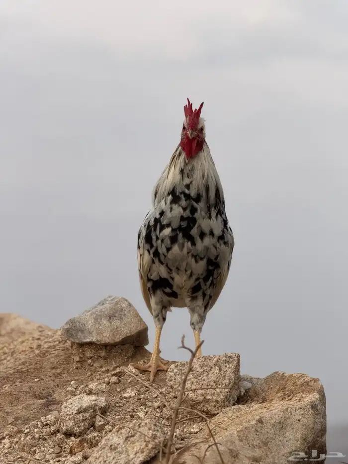 ديك عربي ماكنتويش أفرق مقبع 3