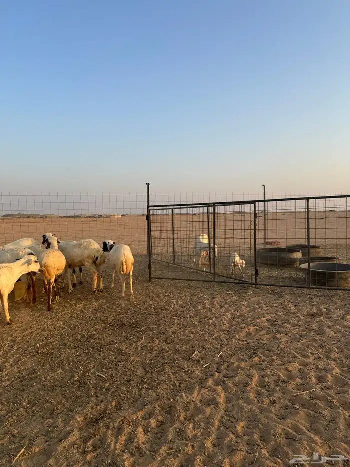 للبيع غنم رفيد مهجن حري العدد 34 جذعه ثنيه شرط وحده والد 3