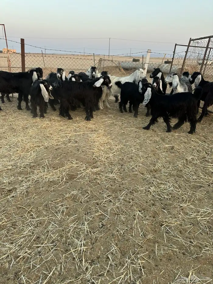 معزا جذعات 2