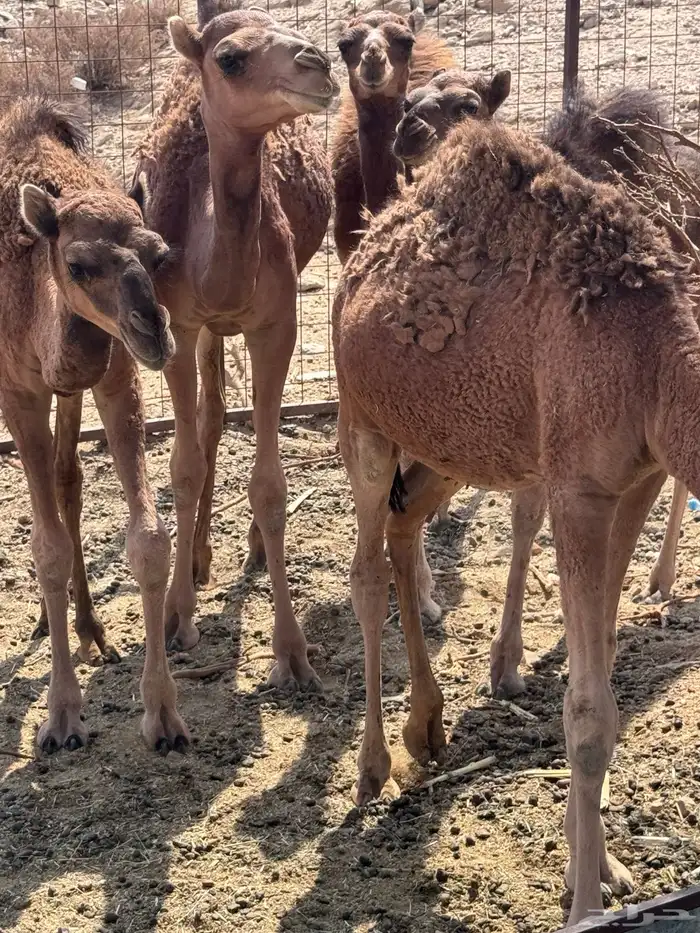 بكار وقعدان 6