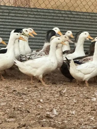 بط بكيني وشرشيري index