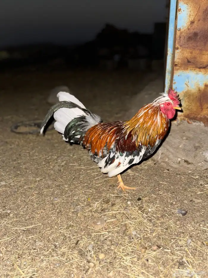 ديك عربي ماكنتويش أفرق مقبع 7