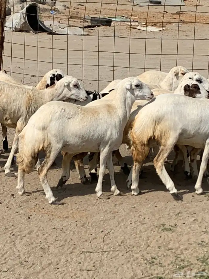 للبيع رخال ميديات طيبه بالحيل 10