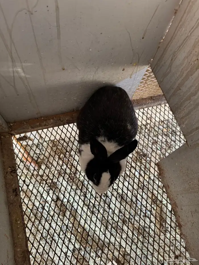 ارنب للبيع 1