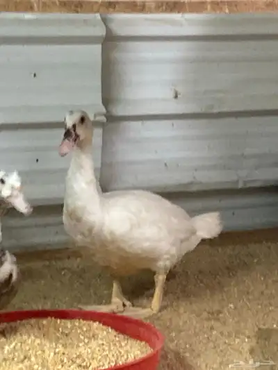 للبيع بط مصري index