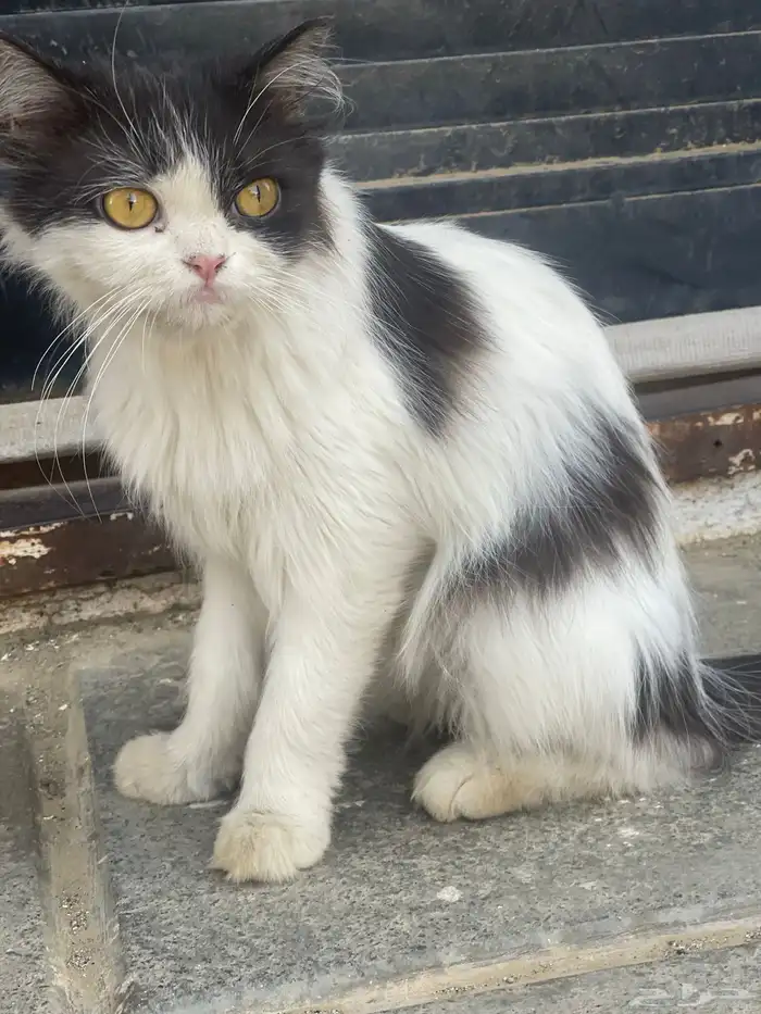 قطة للتبني 1