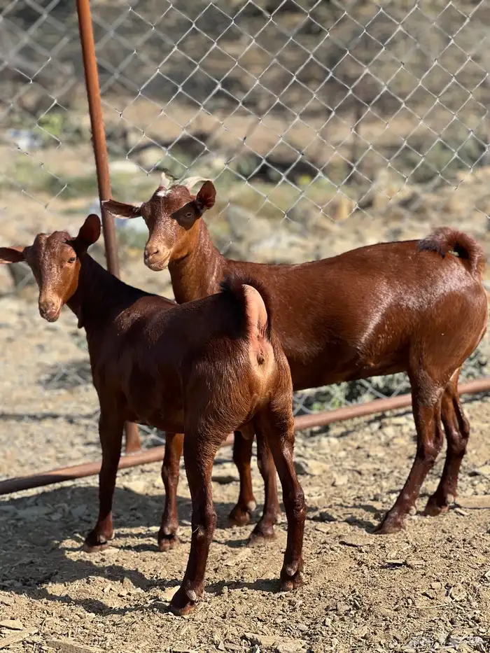 جفار دهم الدهم 0