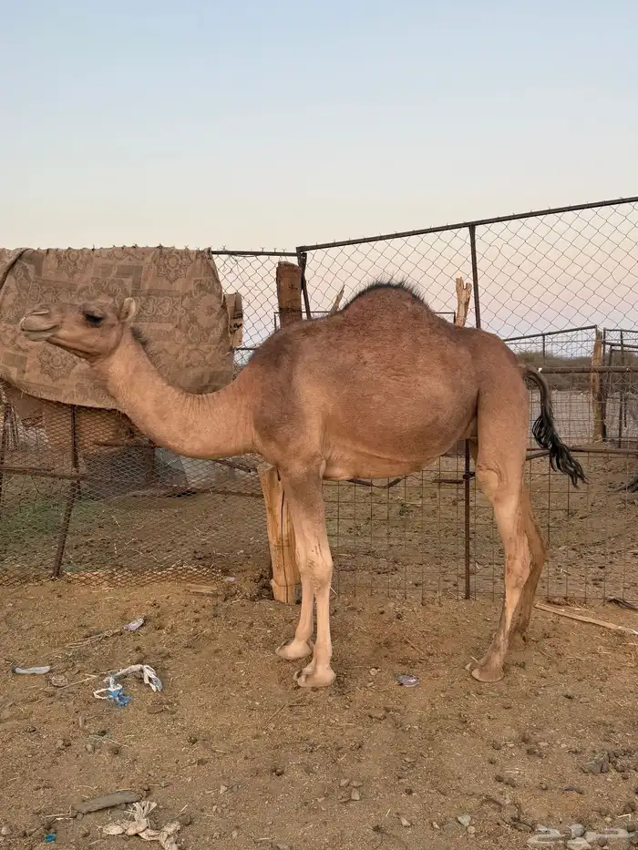 بكره ثنيه ملاقي 4