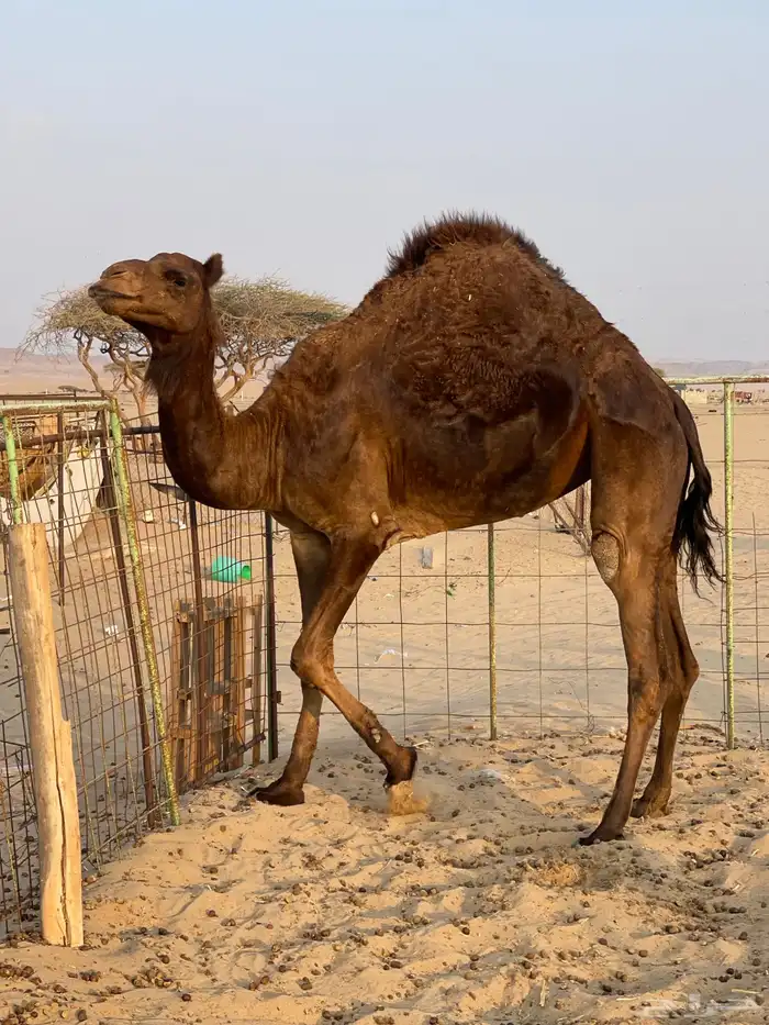 للبيع ناقه حايل الموقع املج 0