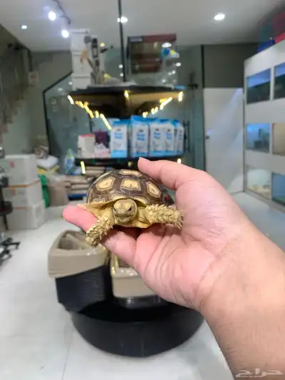 سلحفاة سولكاتا index